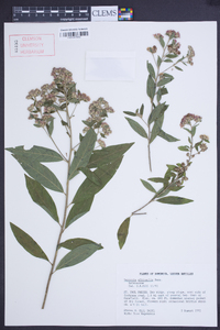 Vernonia albicaulis image