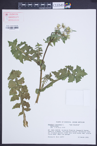 Sonchus oleraceus image