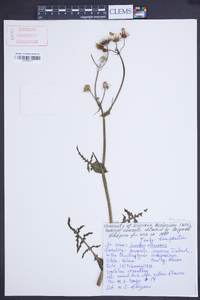 Sonchus oleraceus image