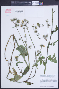 Sonchus palustris image