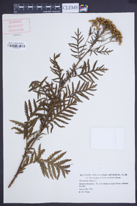 Tanacetum vulgare image