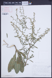 Pseudelephantopus spicatus image