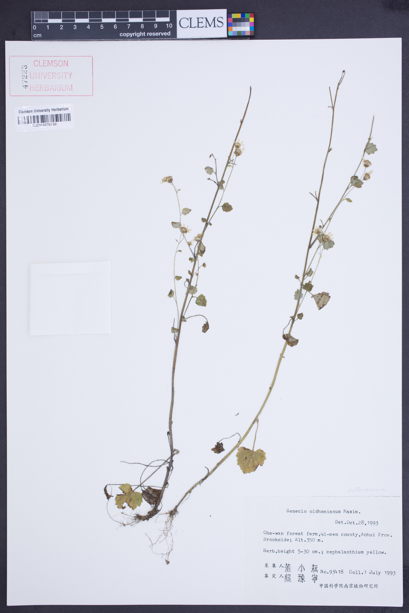 Senecio oldhamianus image