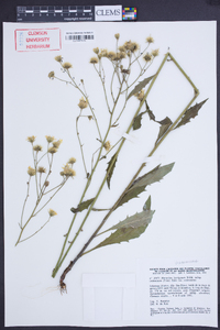 Hieracium laevigatum image