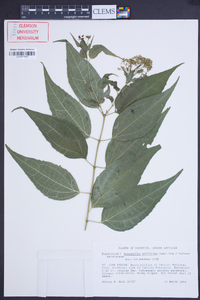 Koanophyllon celtidifolia image