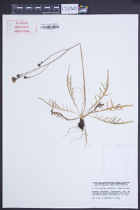 Leontodon autumnalis image