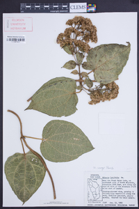 Mikania latifolia image