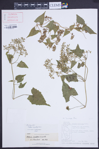 Mikania micrantha image