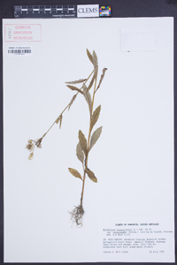 Erechtites hieraciifolius var. cacalioides image