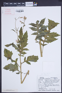 Erechtites valerianifolius image