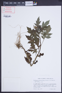 Erechtites valerianifolius image