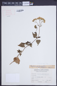 Eupatorium glechonophyllum image