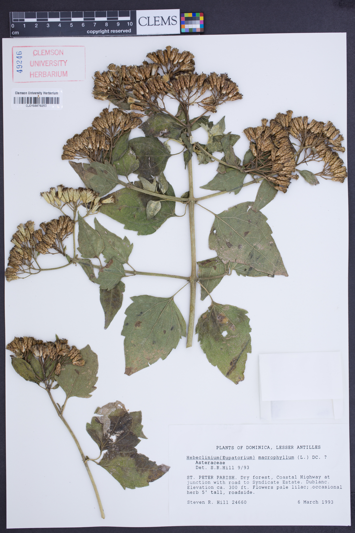 Eupatorium macrophyllum image