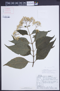 Chromolaena trigonocarpa image