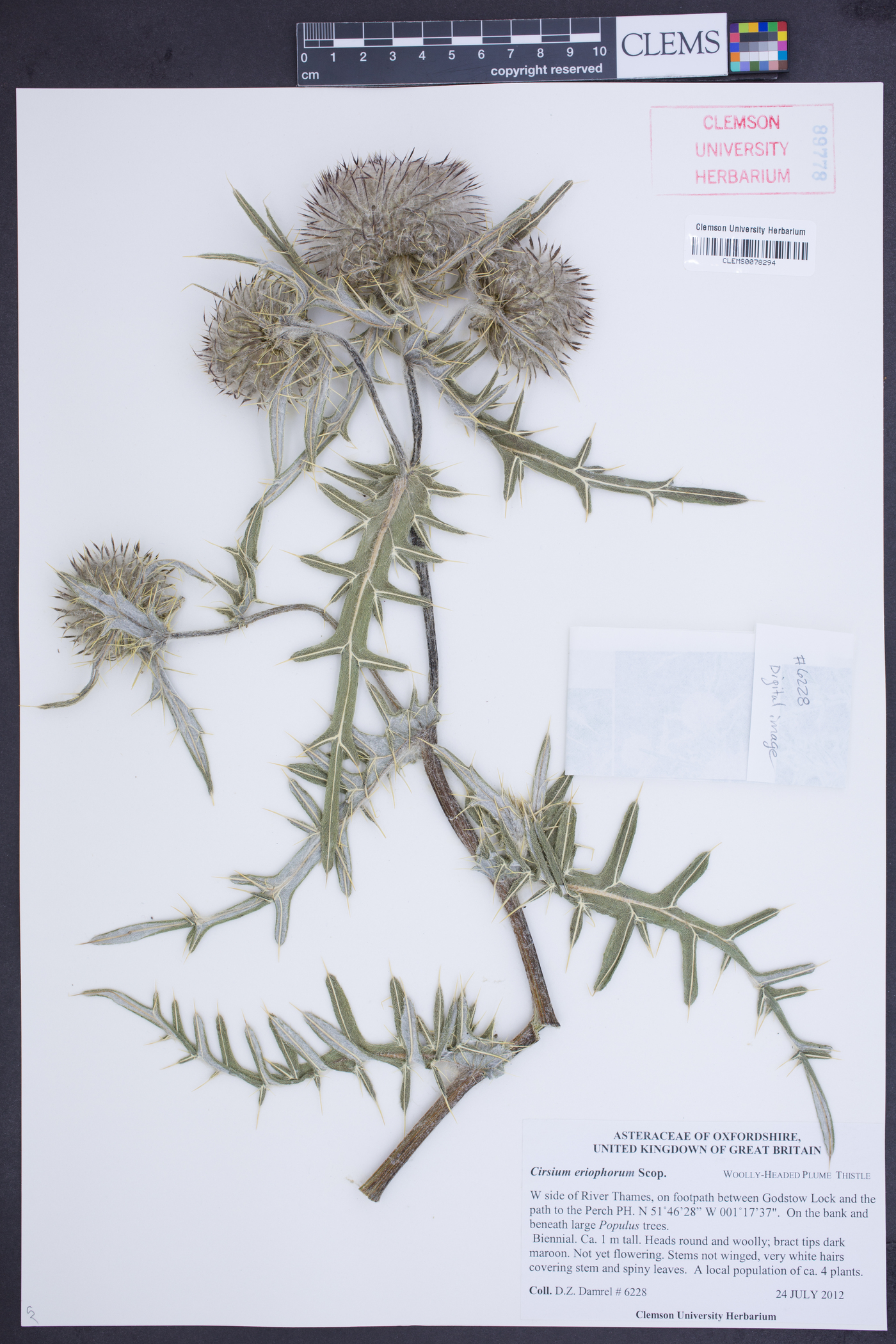 Cirsium eriophorum image