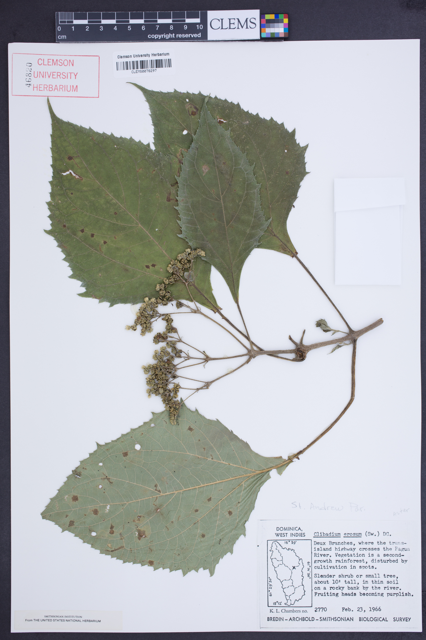 Clibadium erosum image