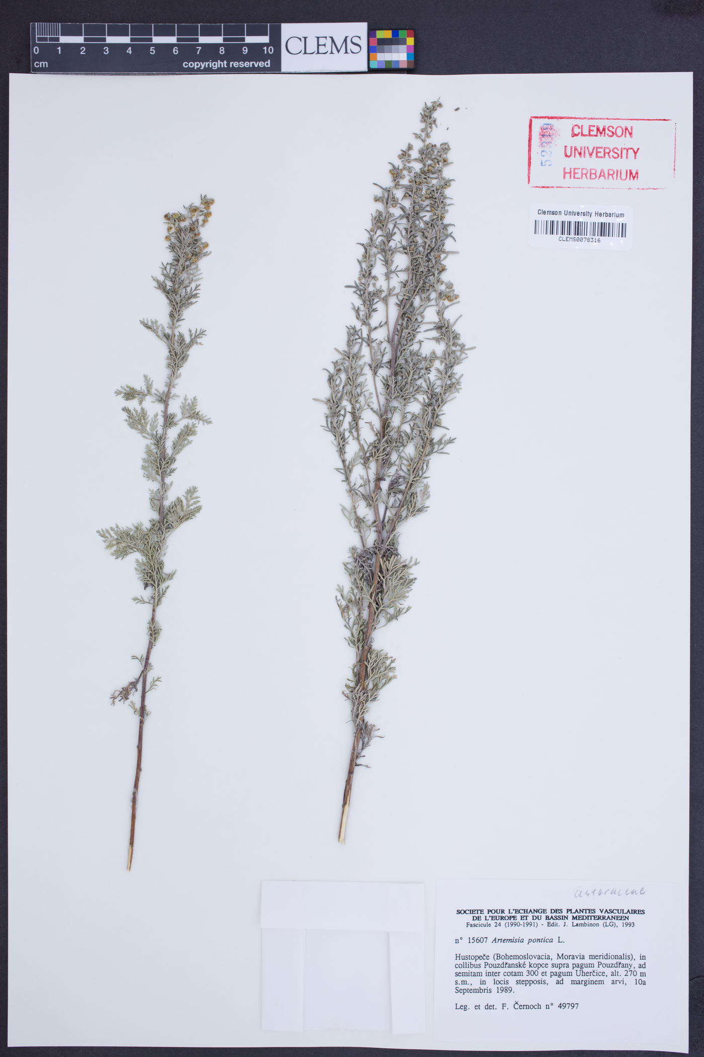 Artemisia pontica image