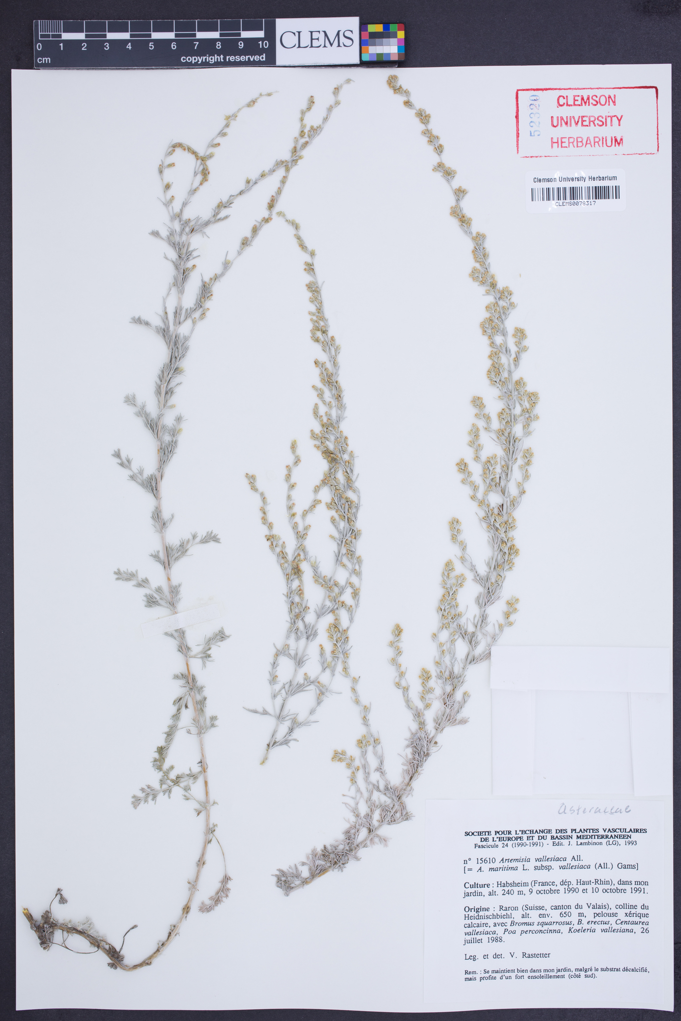 Artemisia vallesiaca image