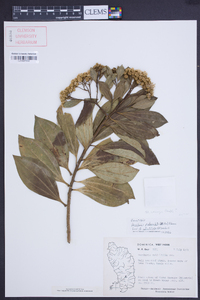 Baccharis pedunculata image