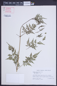 Bidens cynapiifolia image