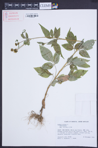 Bidens pilosa image