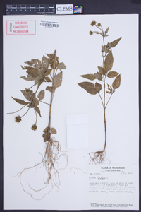 Bidens pilosa image