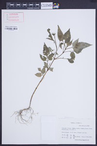 Bidens pilosa image