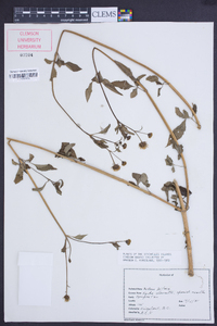 Bidens pilosa image