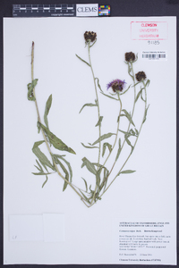 Centaurea nigra image