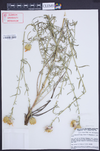 Centaurea ornata image