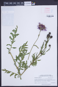 Centaurea scabiosa image