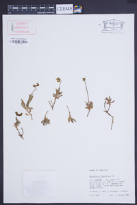 Calceolaria polyrrhiza image