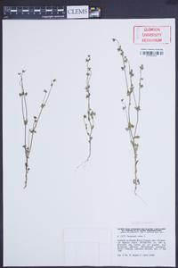 Campanula erinus image