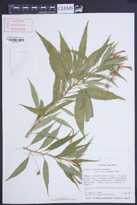 Lobelia kraussii image