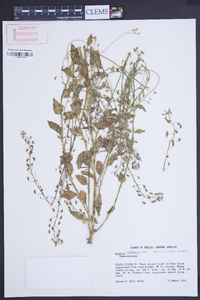 Lobelia xalapensis image