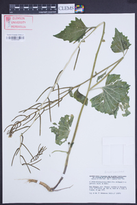 Alliaria petiolata image