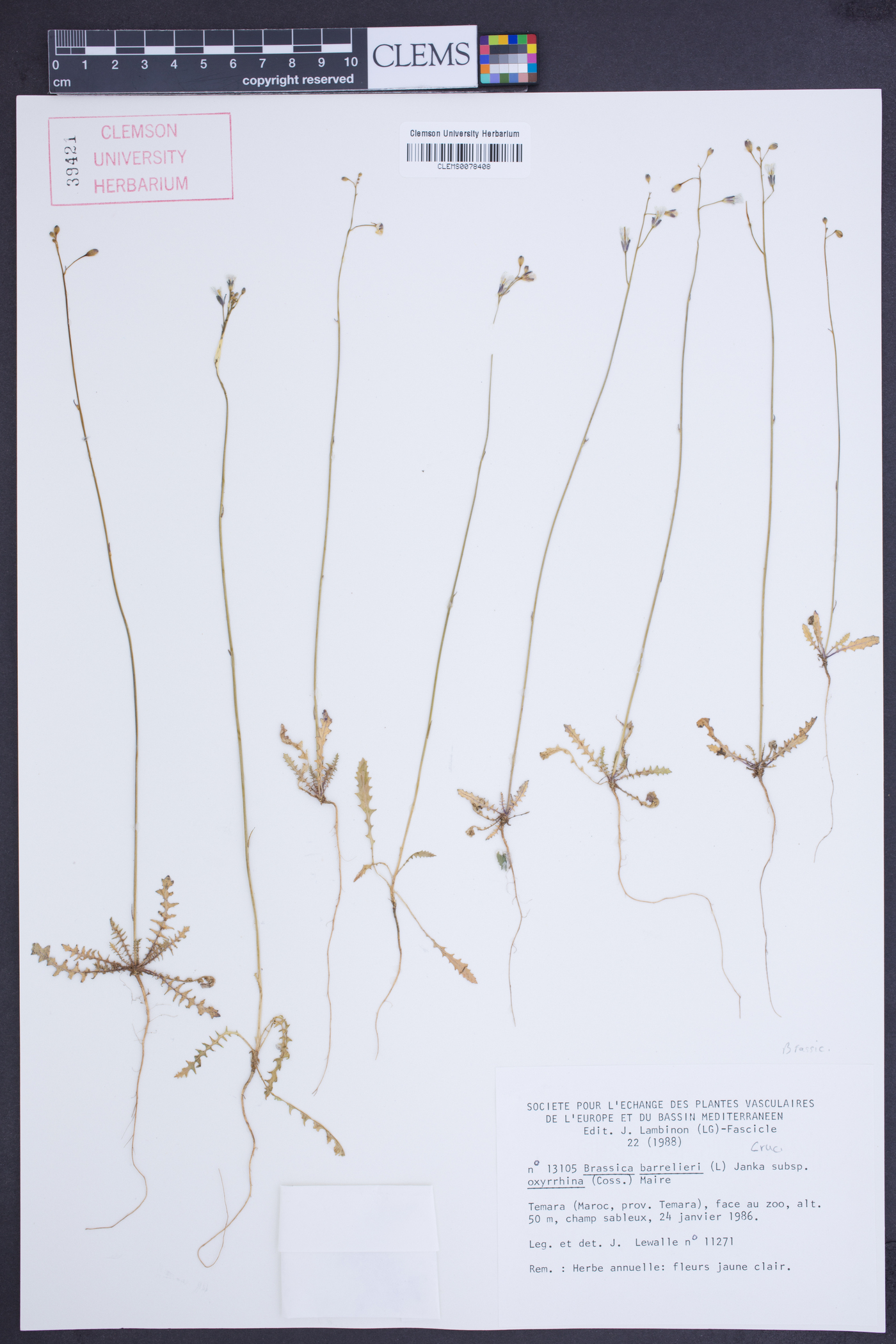 Brassica oxyrrhina image