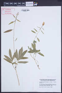 Cardamine bulbifera image