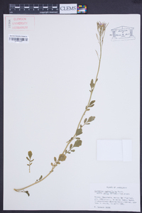 Cardamine raphanifolia image
