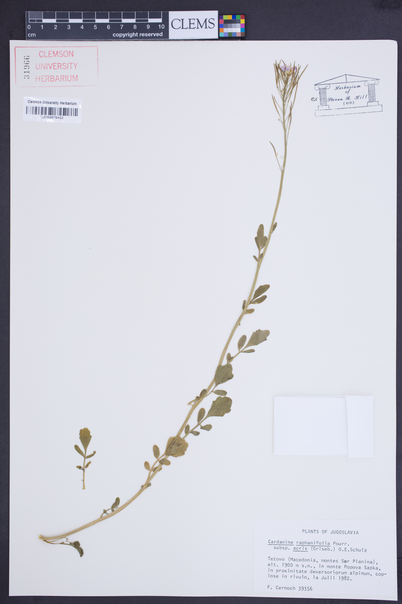 Cardamine raphanifolia image