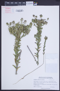 Lepidium campestre image