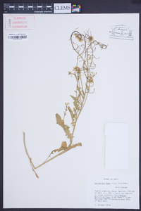 Lycocarpus fugax image