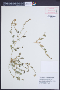 Muricaria prostrata image