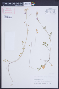 Ricotia lunaria image