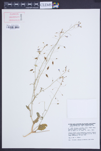 Savignya parviflora image