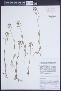 Microthlaspi perfoliatum image