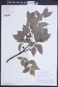 Bursera simaruba image