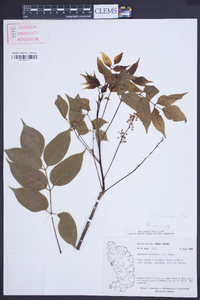 Bursera simaruba image