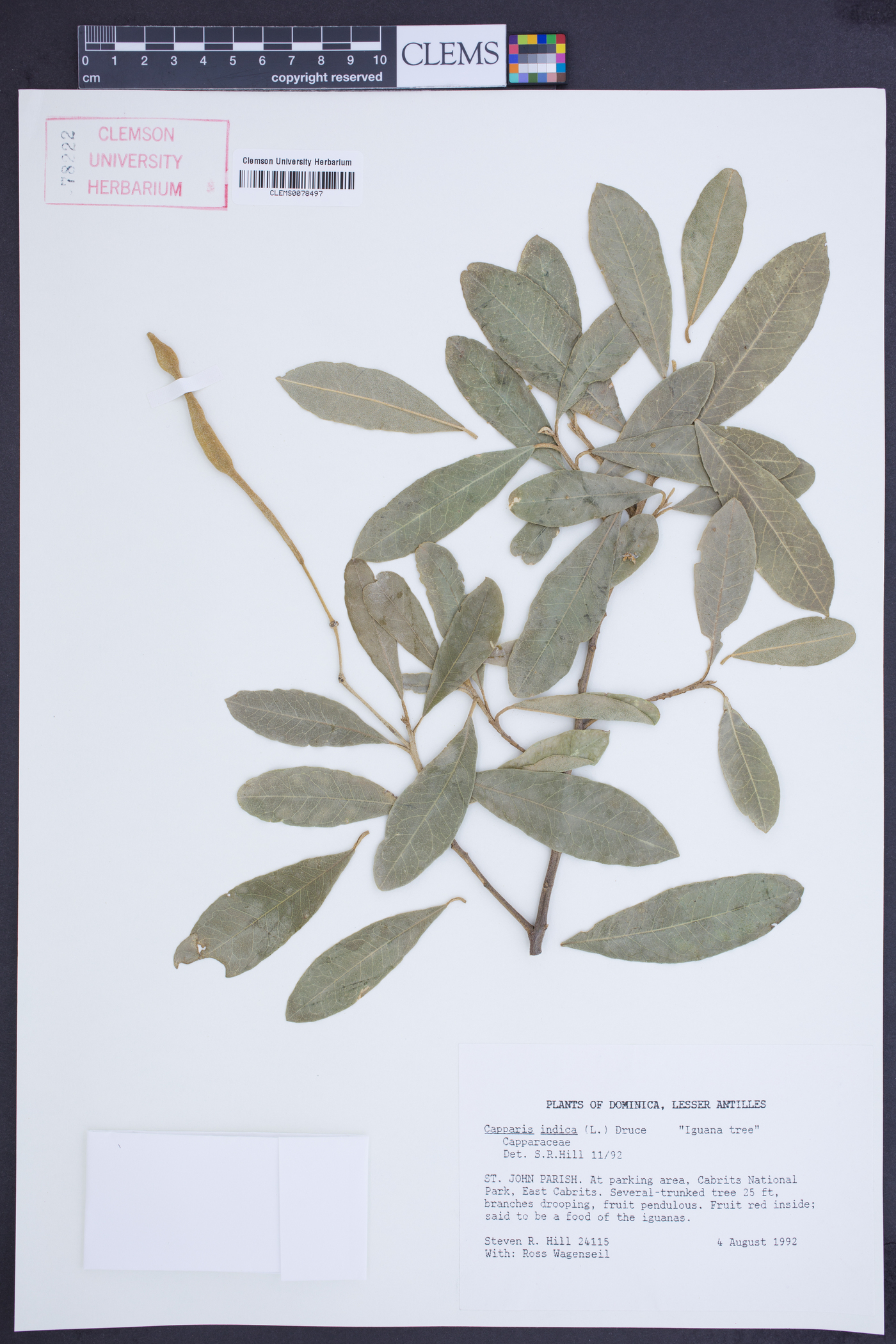 Capparis indica image