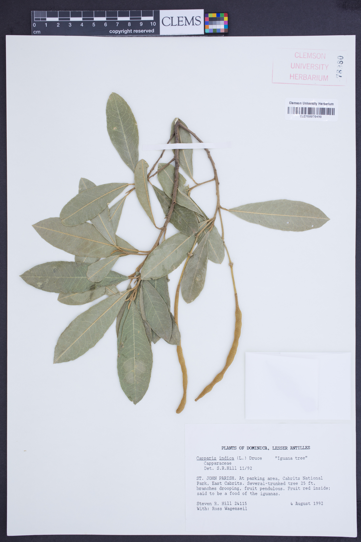 Capparis indica image